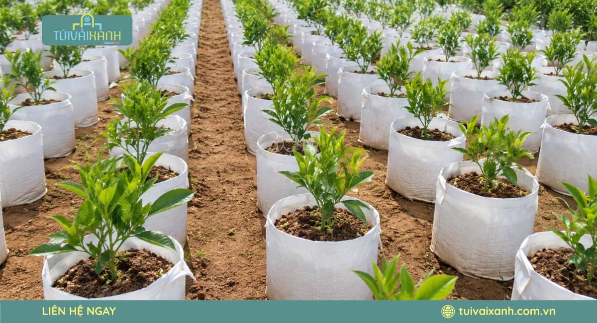 Bảng giá sản xuất túi vải không dệt trồng cây