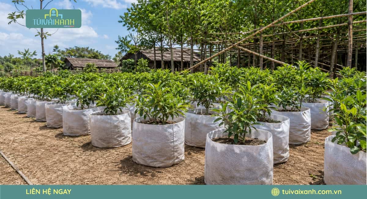 Túi không dệt trồng cây được nhiều khách hàng ưa chuộng