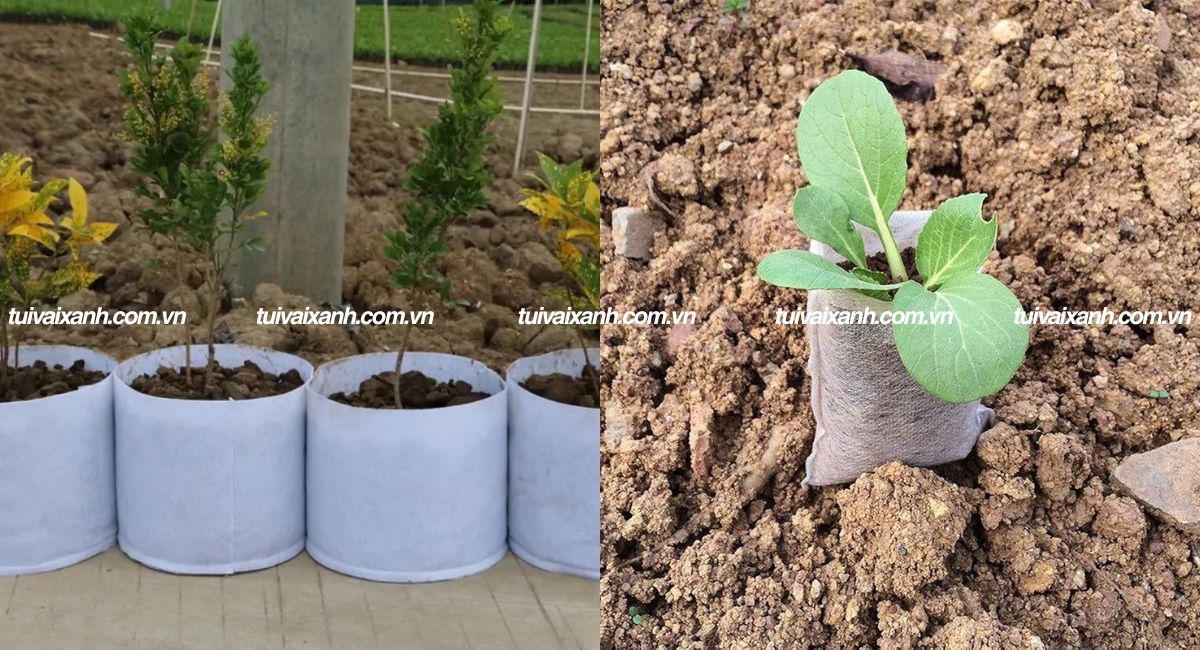 Túi vải trồng cây